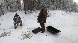 МОХТИК И ЗИМНЯЯ СОРОГА (ПЛОТВА), ПРИЯТНО ПИЩИТ ЛЕСКА! ЗИМНЯЯ РЫБАЛКА В ПЕРВОЛЕДЬЕ НА ТАЁЖНОЙ РЕКЕ!