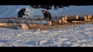 Дом из Бревна Ручной Рубки в Русскую Чашку. Заготовка Бревен для Сруба. СК Моя усадьба