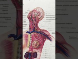 Предупреждение инфаркта и инсульта с помощью ежедневных обязательных мероприятий. [Шишова О.И.]