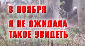 8 ноября. Пёс опять нахозяйничал, посадила сосенки и можжевельник.mp4