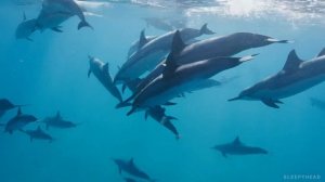 Dolphin Song ''Flowing''? Very Relaxing and Soothing Sleep Music with Dolphin Videos