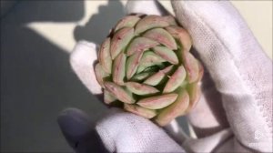 Echeveria Hanatsukiyo (Y)