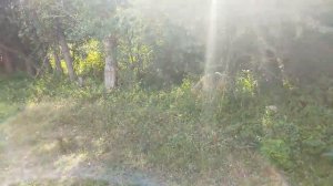 Обзор хозяйства//август 2021//жизнь в деревне))