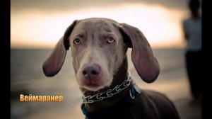 ТОП 10 самых красивых собак в мире