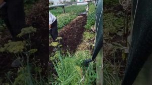 Готовим грунт для посадки клубники