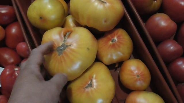 Редкие коллекционные сорта томатов в открытом грунте Сибири растут прекрасно!