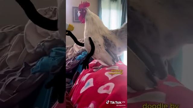 Петушок золотой гребешок - (приколы, смешное) #петушок #золотой #гребешок #приколы смотреть онлайн