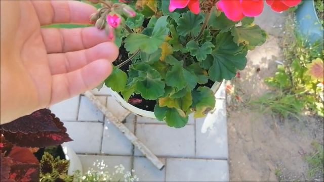 Бывает белой, бывает красной,Бывает розовой, бывает разной.Это все моя герань )) смотреть онлайн