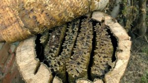 УЛЕЙ-КОЛОДА