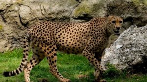Интересные факты о гепарде(Interesting facts about the cheetah).