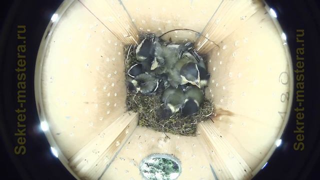 Птенцы синицы в скворечнике 15-й день жизни / Relax video смотреть онлайн