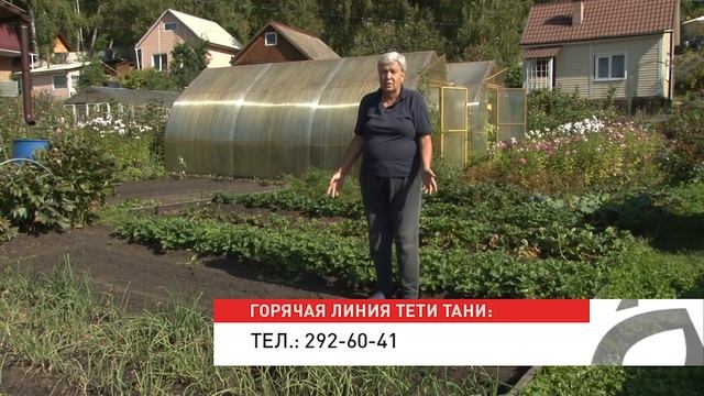 Голова садовая - Посадка чеснока в сентябре