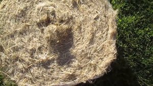 Пакля льняная для конопатки. Какую купить