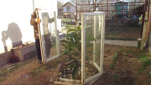 мушмула японская перезимовала на даче в Крыму