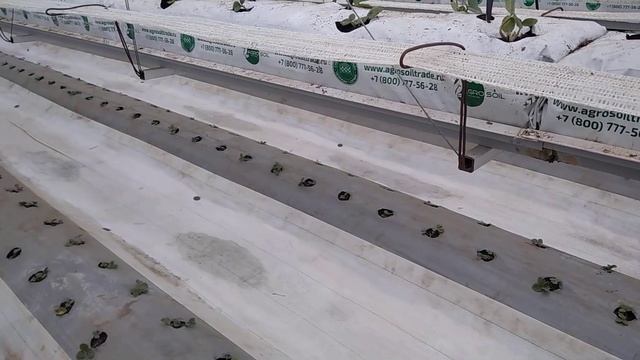 Как растёт клубника высаженная в конце февраля! смотреть онлайн