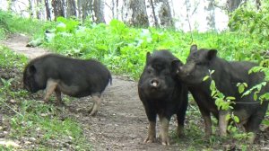 Хрюшки около гаражей в Ефимьево. Город Вязники