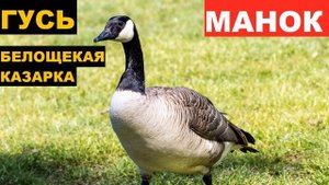 ?ГОЛОС (МАНОК) ГУСЬ БЕЛОЩЕКАЯ КАЗАРКА