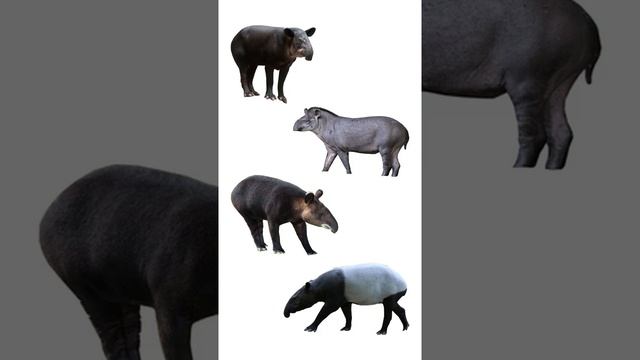 Types Of Tapir | Species Of Tapir | #tapirs #shorts