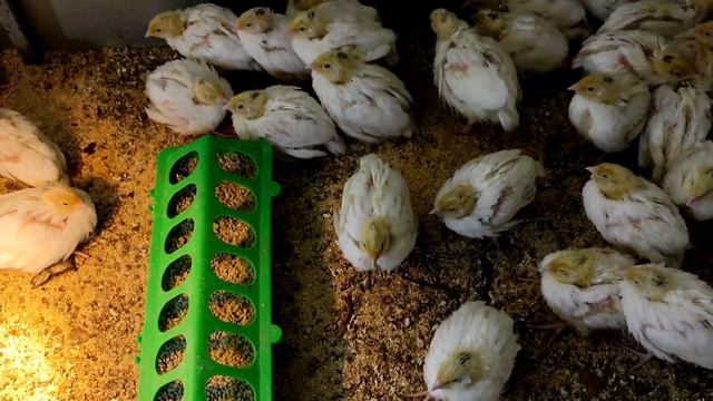 Как долго живут перепела Перепелиная ферма Ответ на вопрос