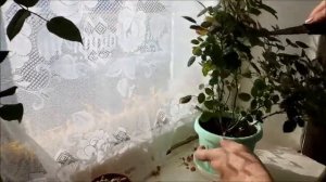 Уход за комнатными розами. Из собственного опыта