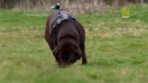 2 Секретная жизнь собак