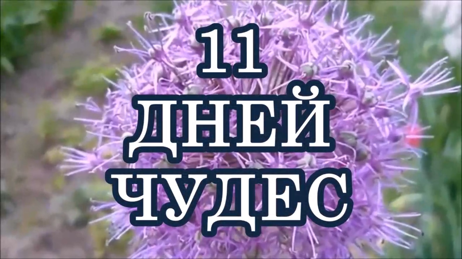 День чудес. 11 Дней чудес. 11 Дней чудес практика. 11 Дней чудес текст.