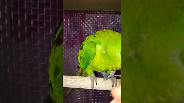 Александрийский попугай 4 месяца Аркаша🦅😂🦅