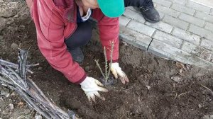 как правильно посадить плетистую розу