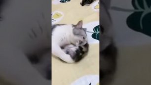 mommy cat hugs baby kitten having a nightmare #Shorts 🧐.