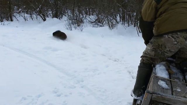три поросенка смотреть онлайн