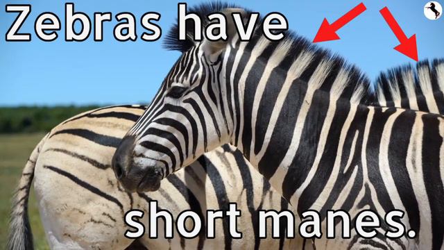 Zebras | African Savanna #7 🦓| Learn to Read - Animals for Kids Toddlers & Babies | Wild Africa