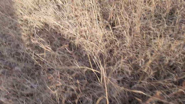 прогулочка удалась, осенний крымский лес и Бультерьер Этуаль смотреть онлайн