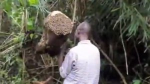 Откачка дикого меда в Африканском стиле . Wild bee swarm catching