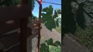 Клубничный - обалденный сорт винограда.