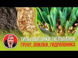 Грунт, гидропоника или опилки. На чем выгонять тюльпаны к 8 марта?