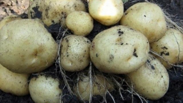Картофель. Какой сорт выбрать для посадки