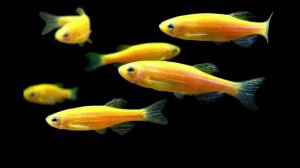 Поставка аквариумных рыбок #аквариум