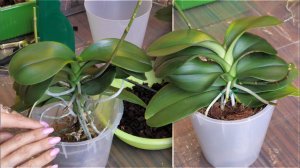 Орхидея НЕ РОСЛА корнями В ГРУНТ. Посмотрим почему и пересадим.