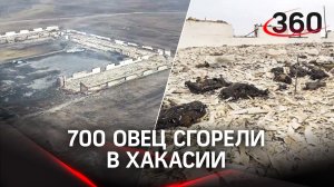 700 овец сгорели в Хакасии. Кадры последствий масштабного пожара на ферме