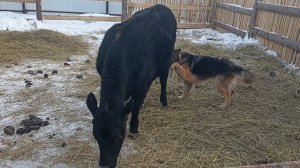 VID_20230220_171209.mp4