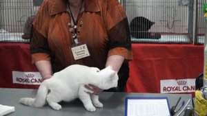 Выставка кошек WCF: Клуб любителей кошек (г. Москва. 9 - 10 апреля 2016)