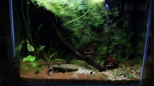 Запускаем рыбок гуппи и микрорасбора Галактика.