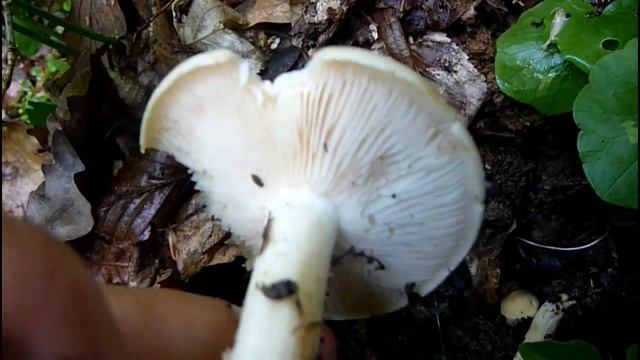 Calocybe gambosa - ĐURĐEVKA смотреть онлайн