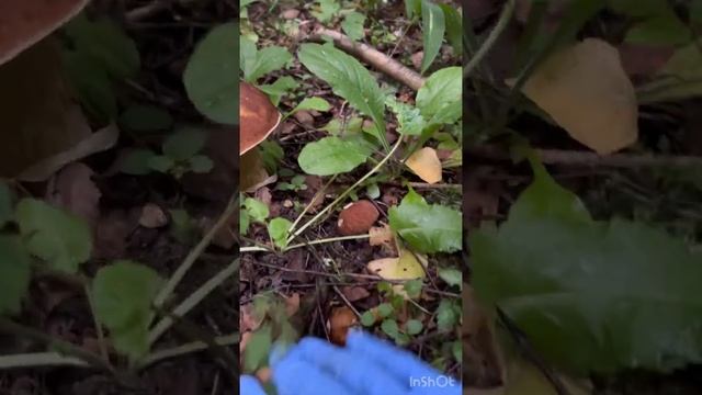 20.07.22г ЗА ГРИБАМИ ПОД ДОЖДИКОМ) смотреть онлайн