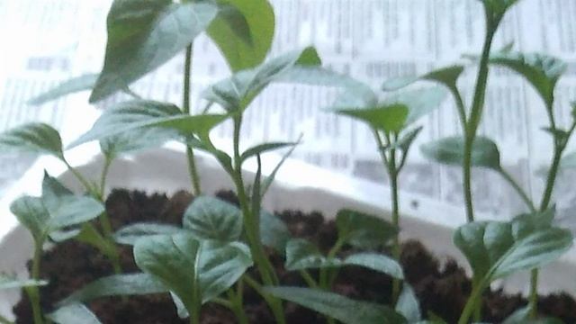 Как правильно пикировать перцы и баклажаны смотреть онлайн