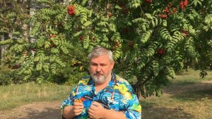 Рябина. Применение в магии и медицине.