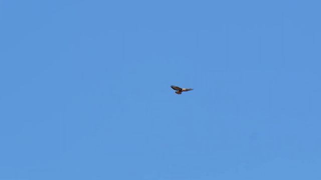 Канюк Обыкновенный в полете смотреть онлайн