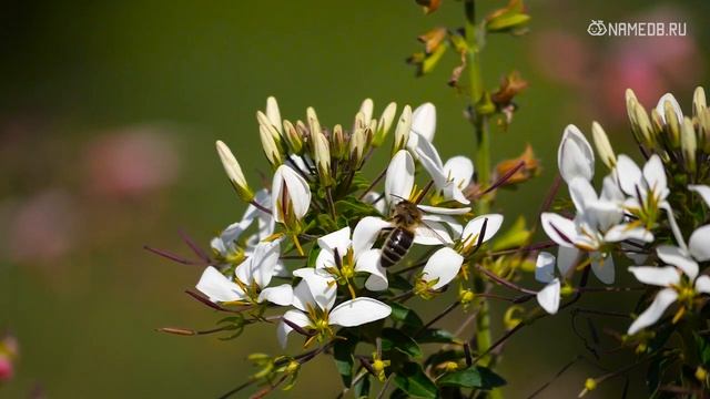 Самые известные женские имена в России: ТОП 20 смотреть онлайн