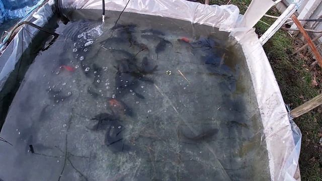 Пруд для рыб на своём участке. смотреть онлайн