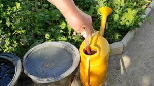 Подкормка лука в июне для крупной головки.